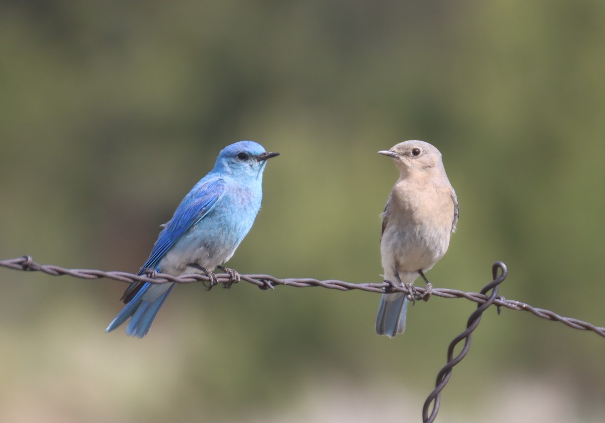 Mountain Bluebird - ML620772810