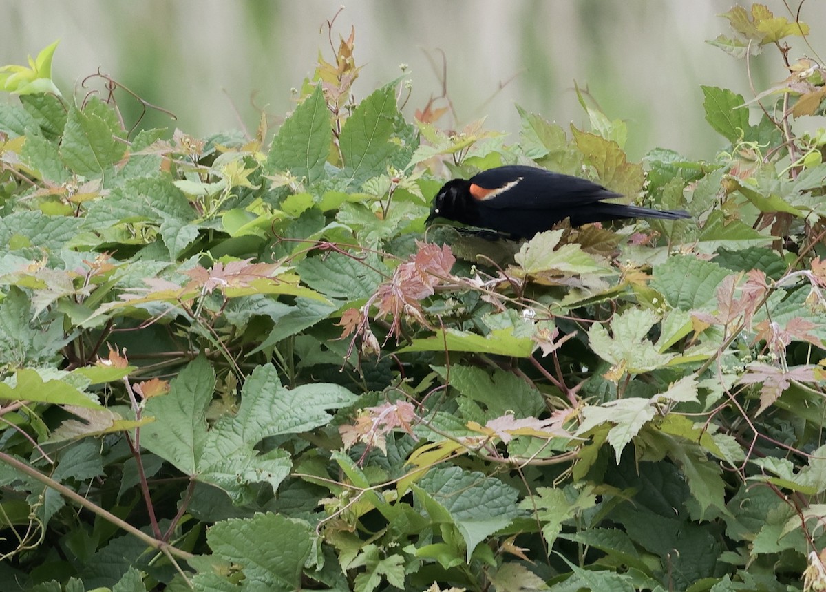 Red-winged Blackbird - ML620772811