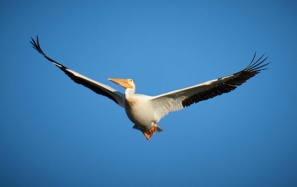 American White Pelican - ML620772813