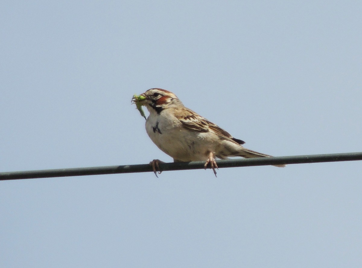 Lark Sparrow - ML620772815