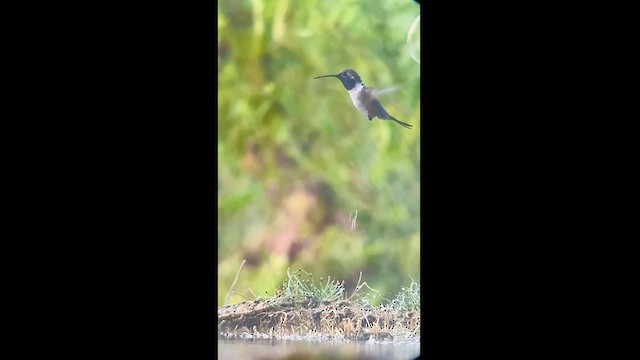 Colibrí de Myrtis - ML620772822