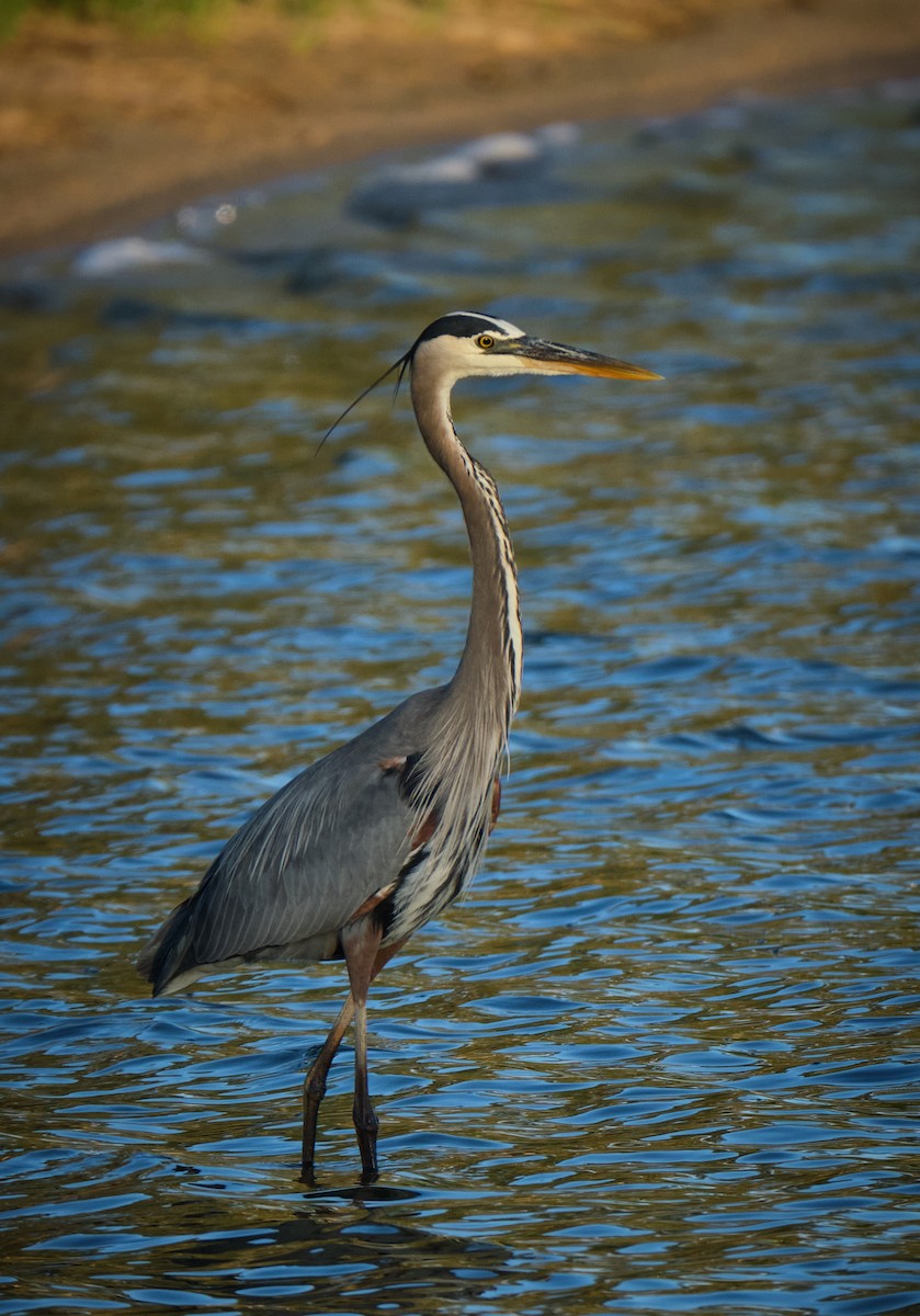 Great Blue Heron - ML620772831