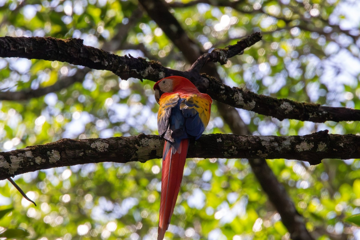 Guacamayo Macao - ML620772835