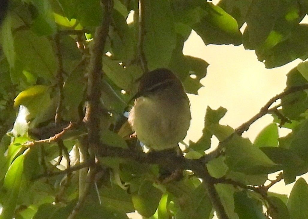 Bewick's Wren - ML620772836