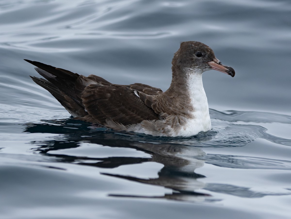 Pink-footed Shearwater - ML620772855