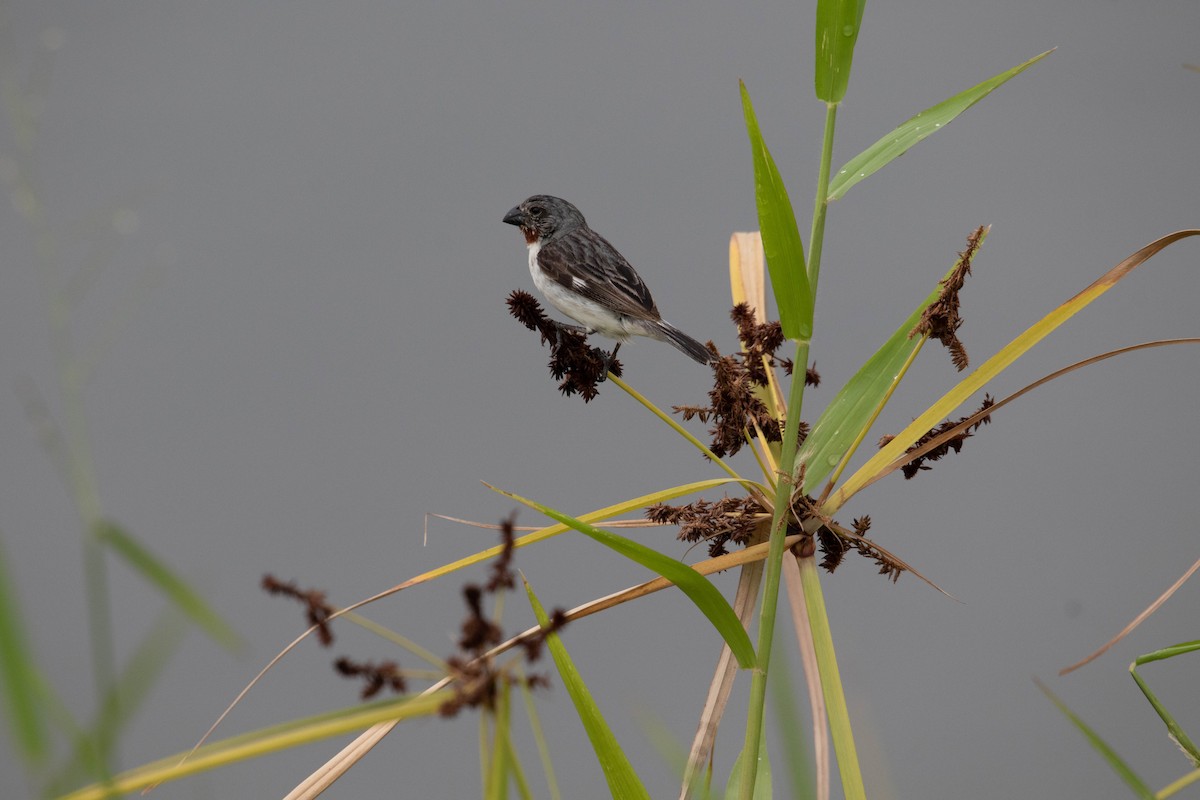 Chestnut-throated Seedeater - ML620772859