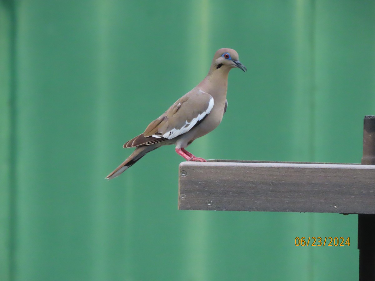 White-winged Dove - ML620772876