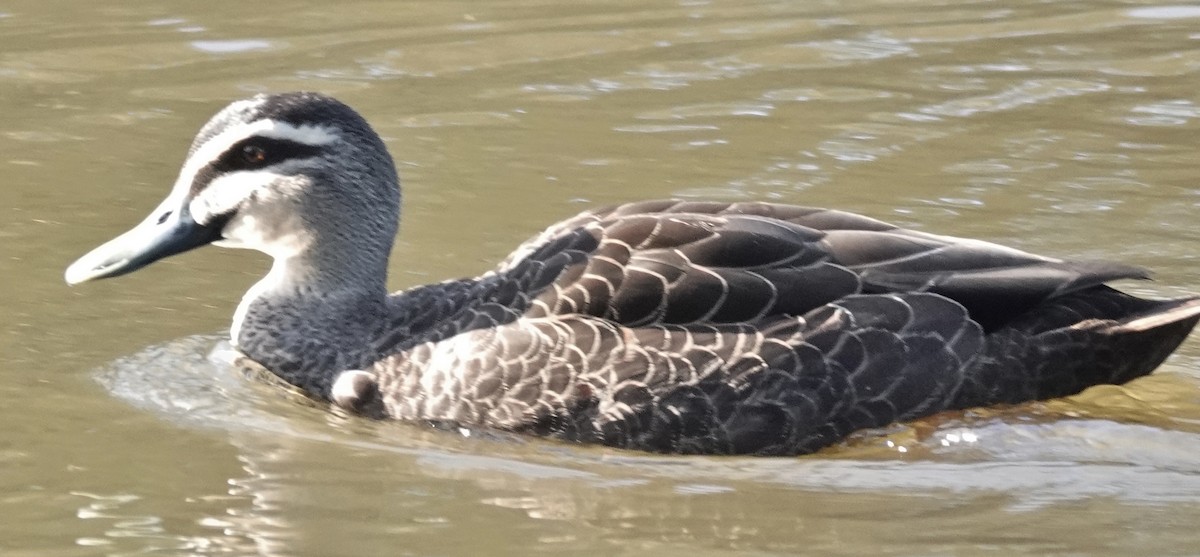 Pacific Black Duck - ML620772878