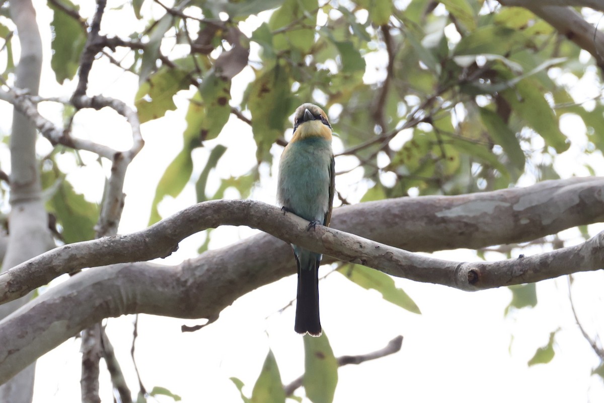 Rainbow Bee-eater - ML620772881