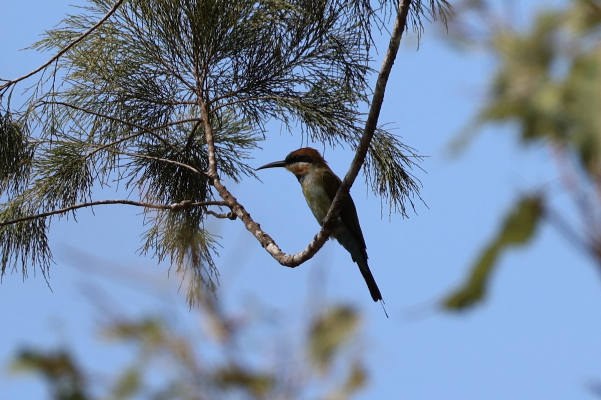 Rainbow Bee-eater - ML620772882