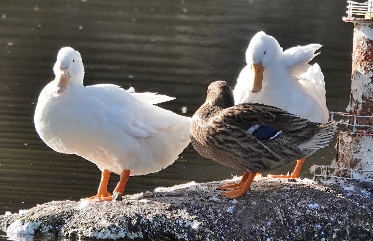 Mallard (Domestic type) - ML620772885