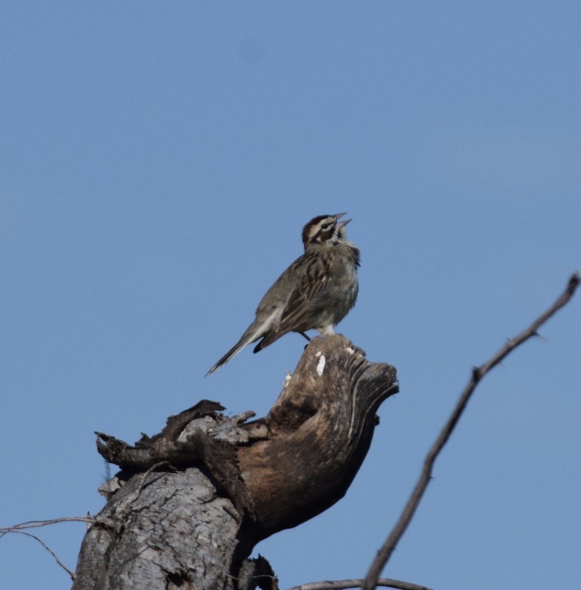 Lark Sparrow - ML620772886