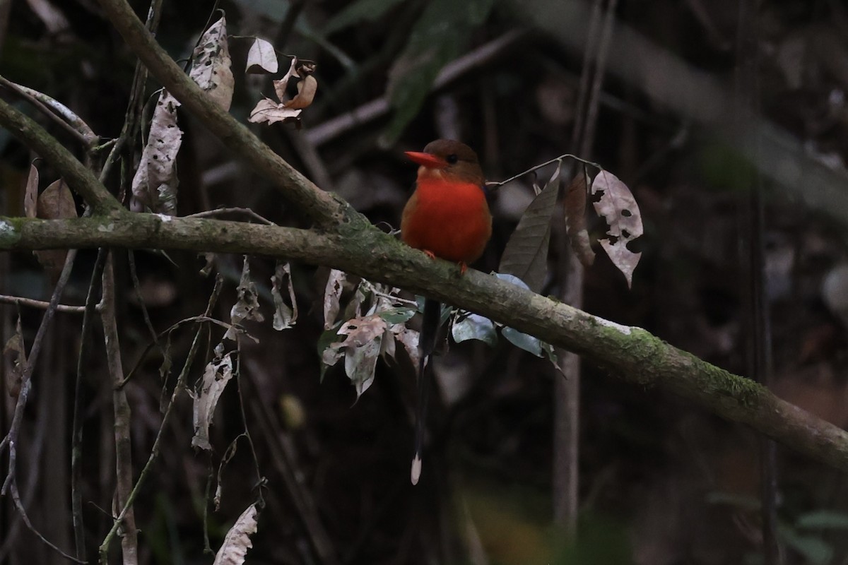 Brown-headed Paradise-Kingfisher - ML620772887