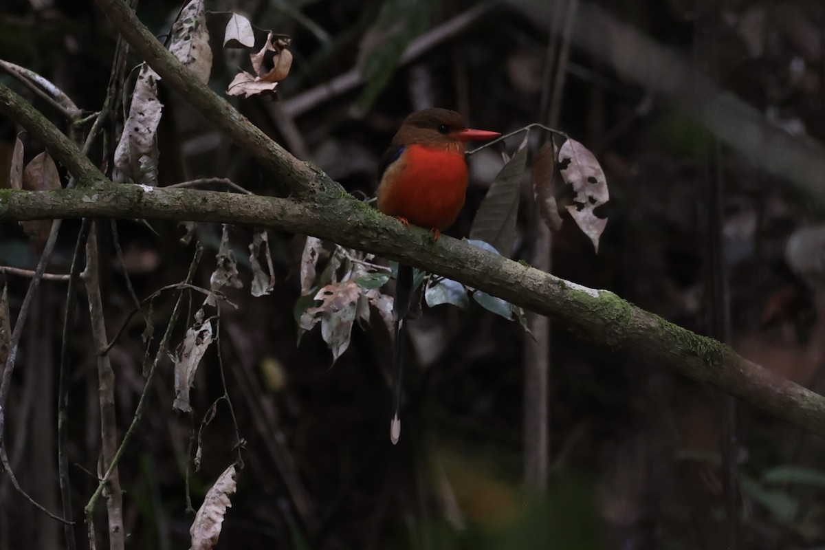 Brown-headed Paradise-Kingfisher - ML620772888