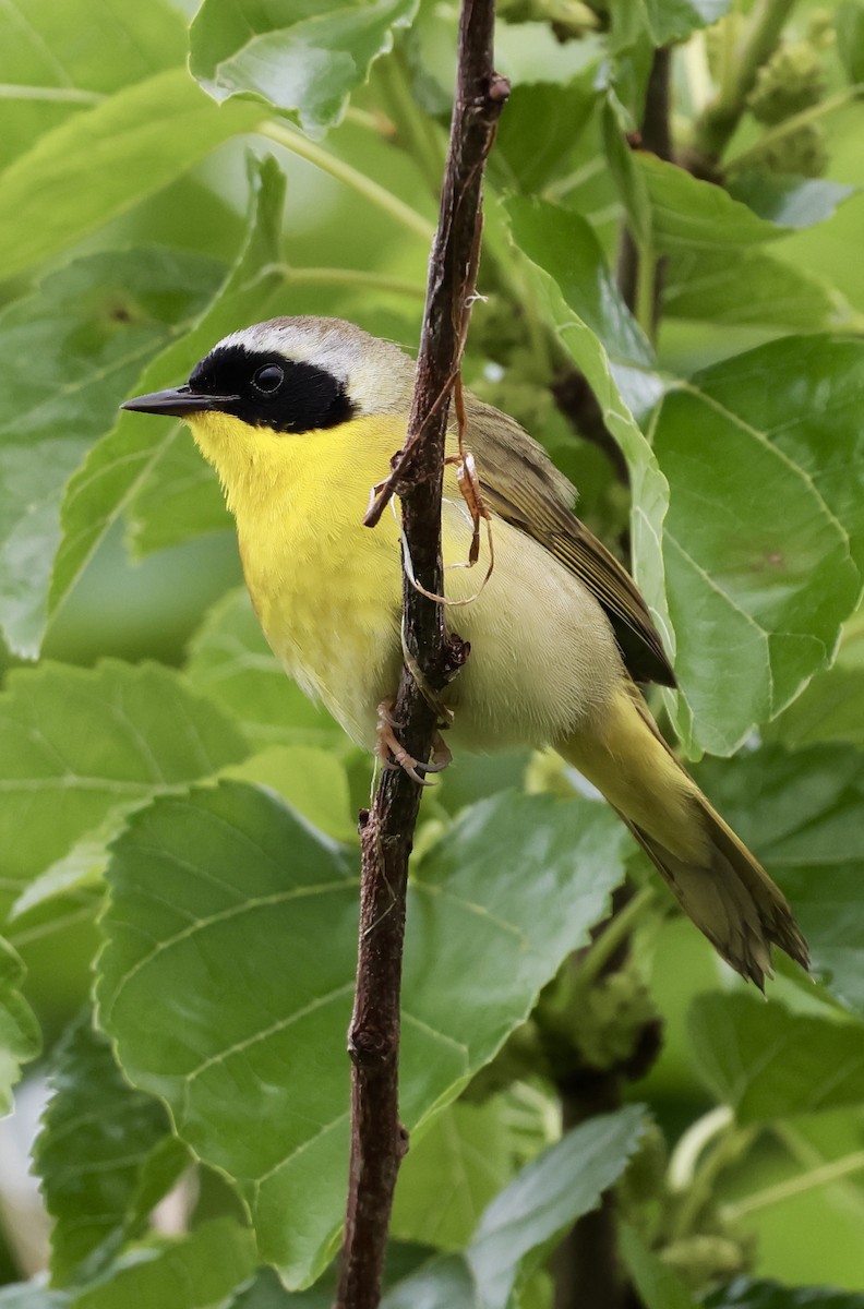 Paruline masquée - ML620772889