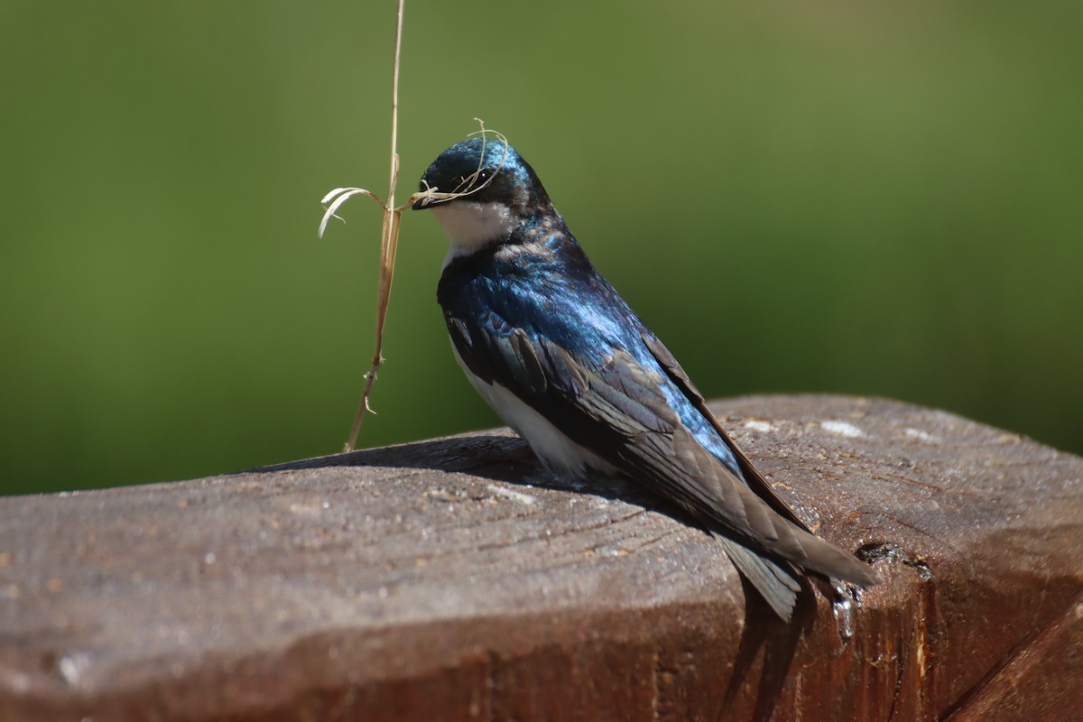 Tree Swallow - ML620772890