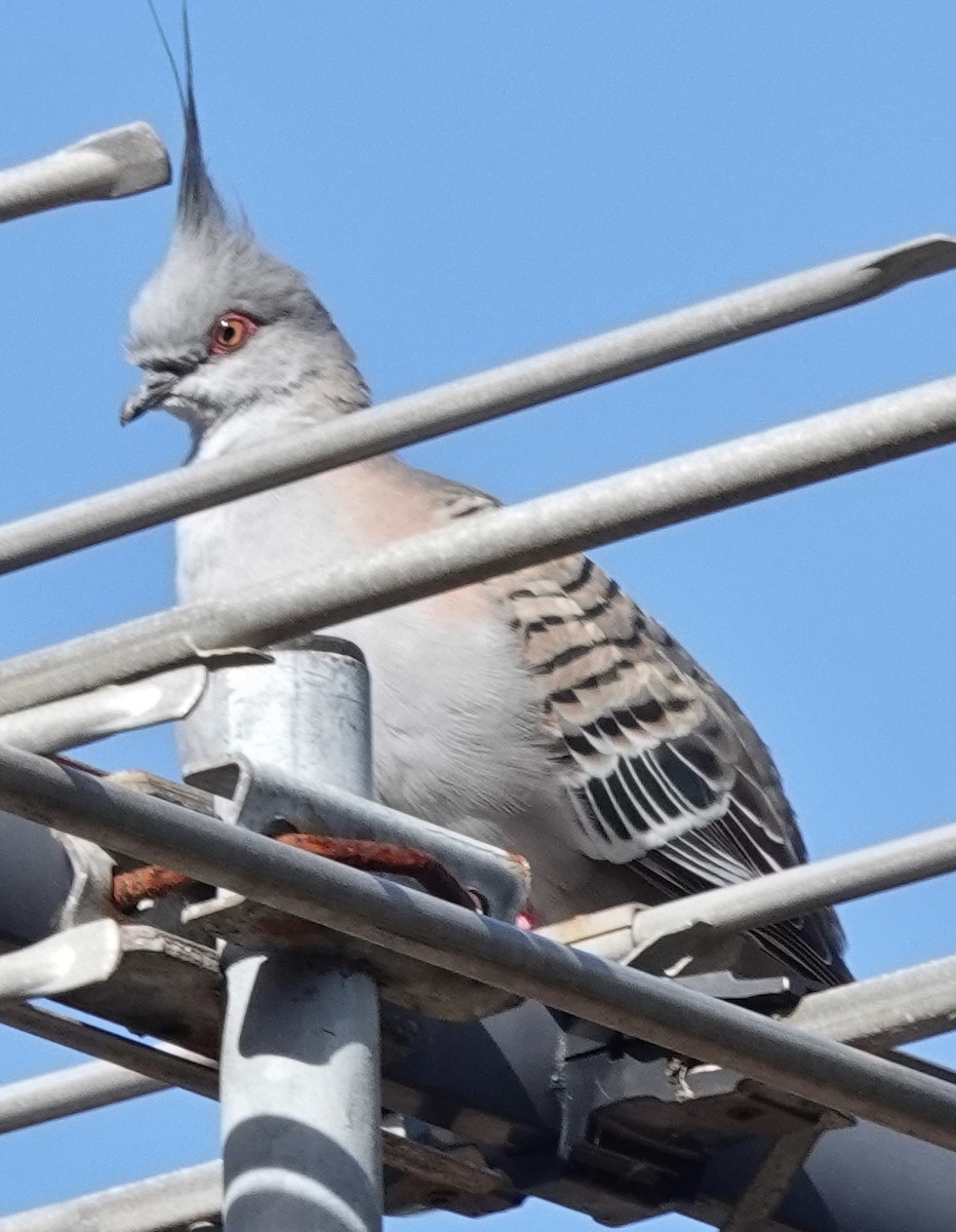 Crested Pigeon - ML620772891