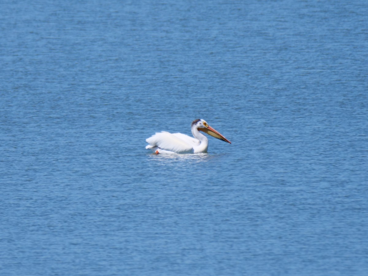 American White Pelican - ML620772893