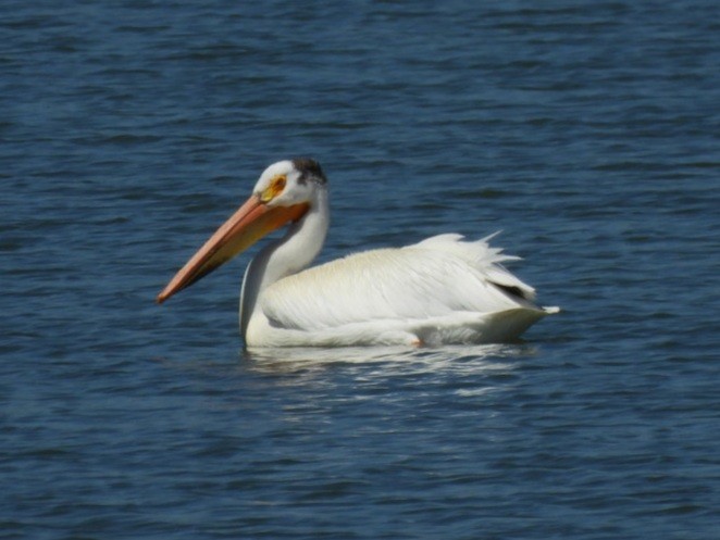 American White Pelican - ML620772894