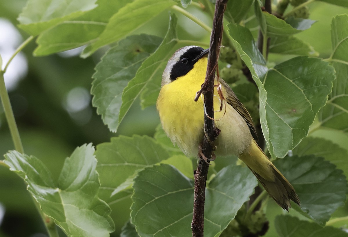 Common Yellowthroat - ML620772895