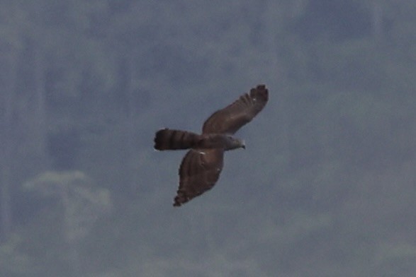 Pacific Baza - ML620772896