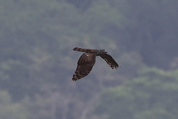 Pacific Baza - ML620772897