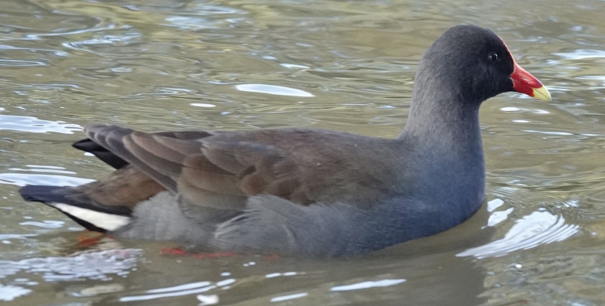 Dusky Moorhen - ML620772902