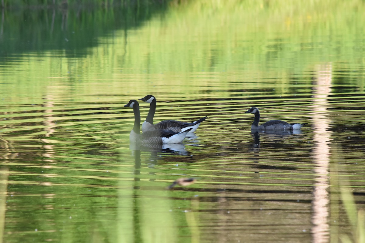 Canada Goose - ML620772904