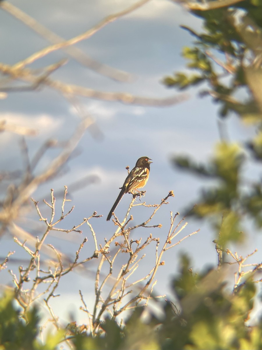 Spotted Towhee - ML620772907