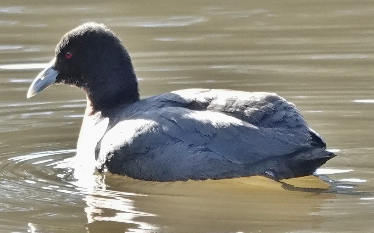 Eurasian Coot - ML620772909