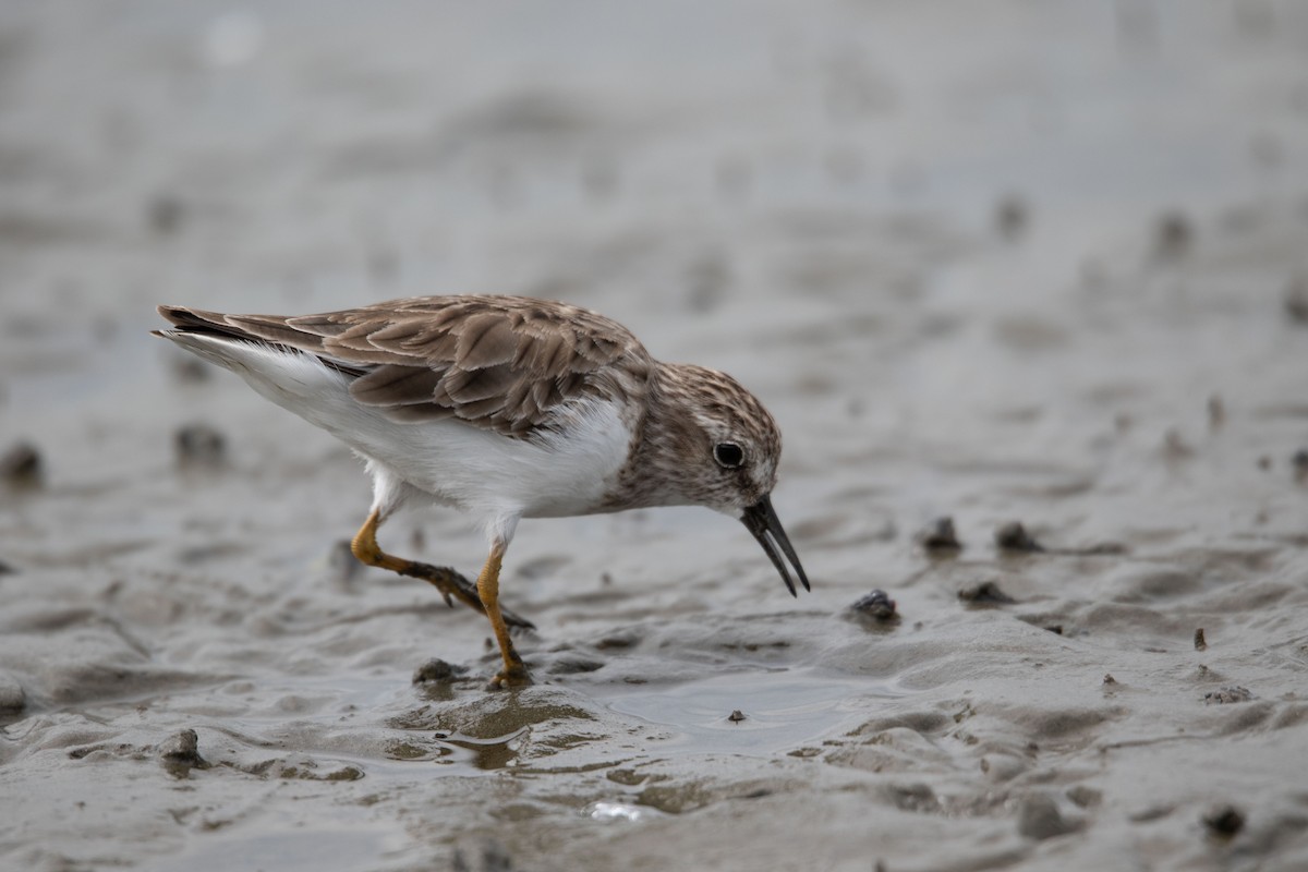 Least Sandpiper - Alex Boas