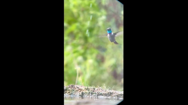 Colibrí de Myrtis - ML620772912