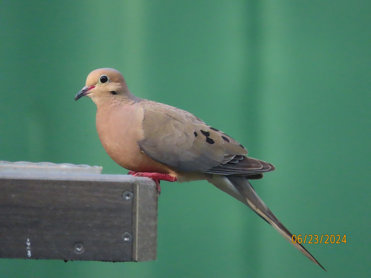 Mourning Dove - ML620772913