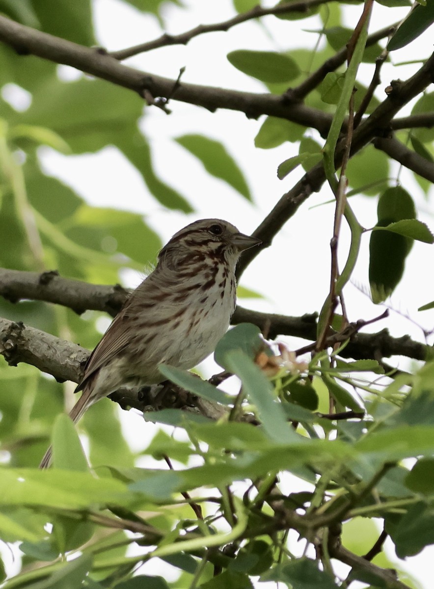 Song Sparrow - ML620772917