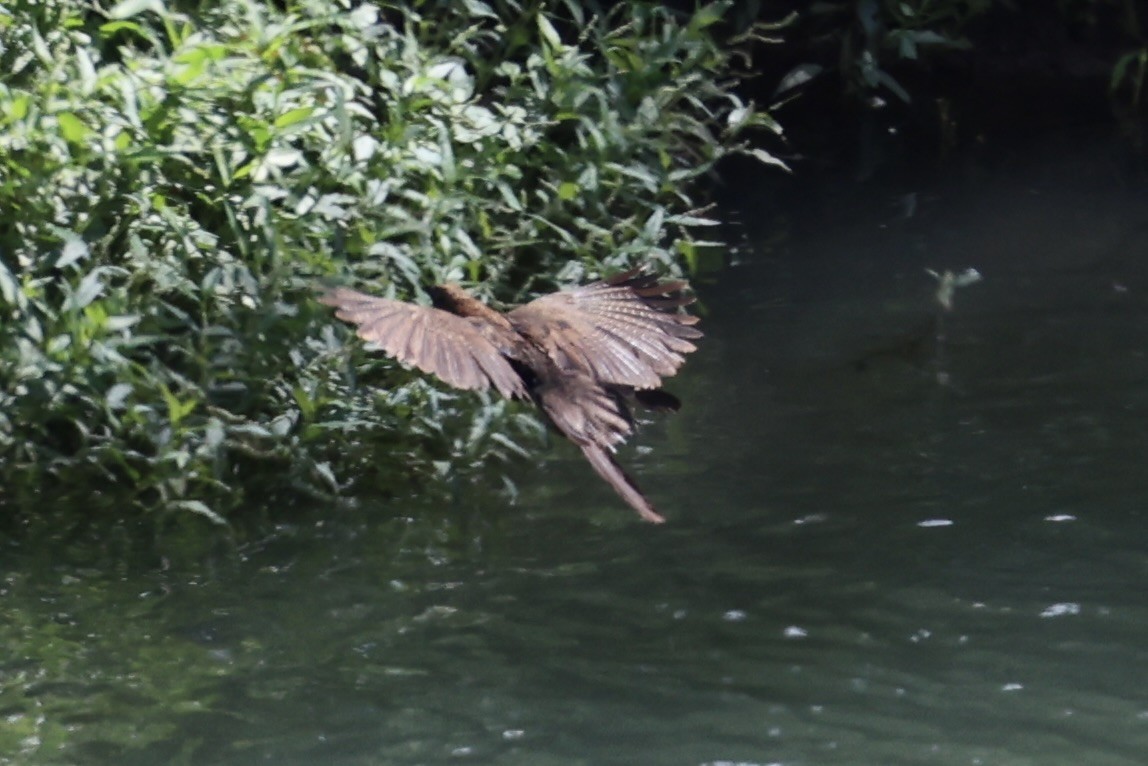 Pheasant Coucal - ML620772919