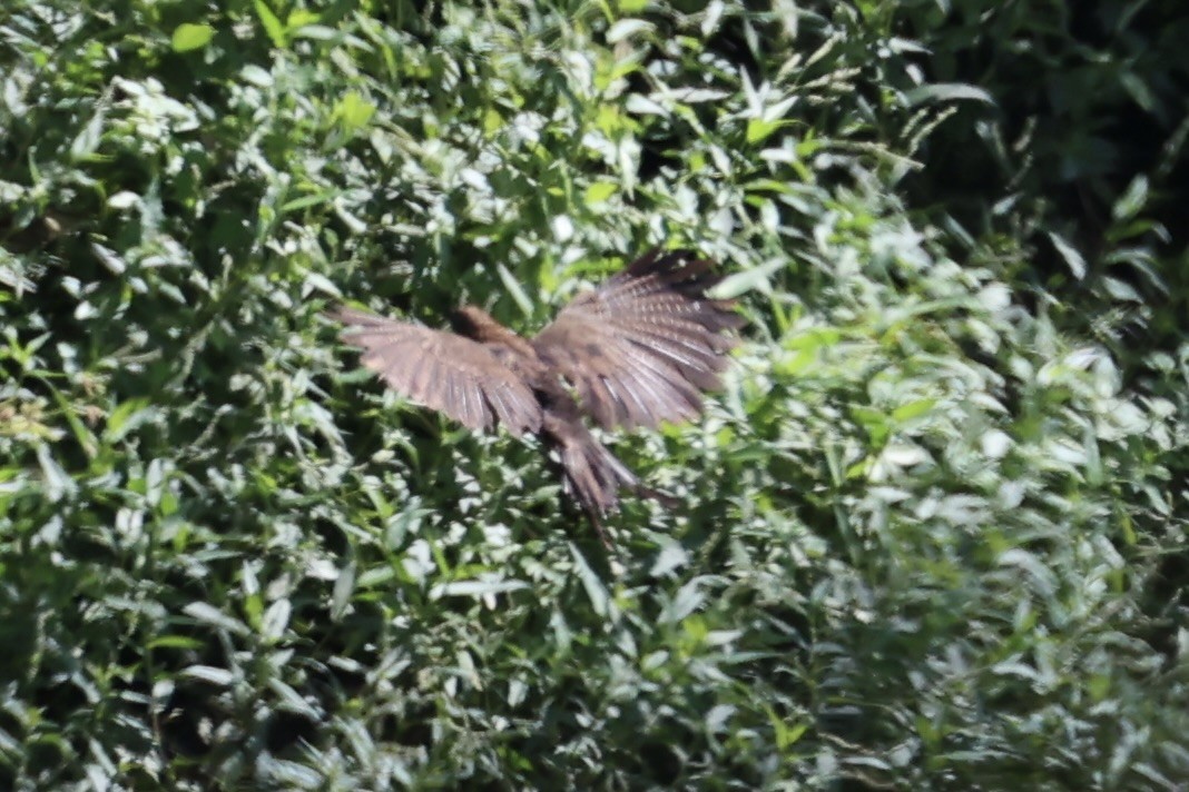 Pheasant Coucal - ML620772920