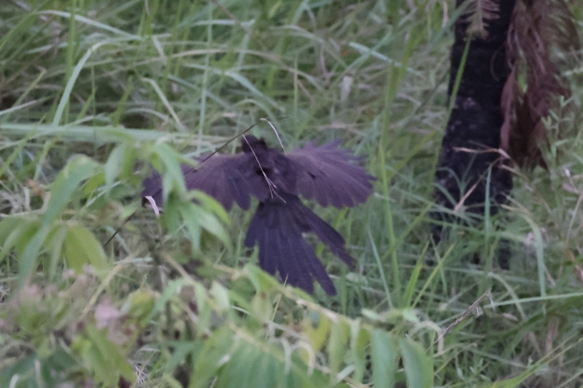 Pheasant Coucal - ML620772921