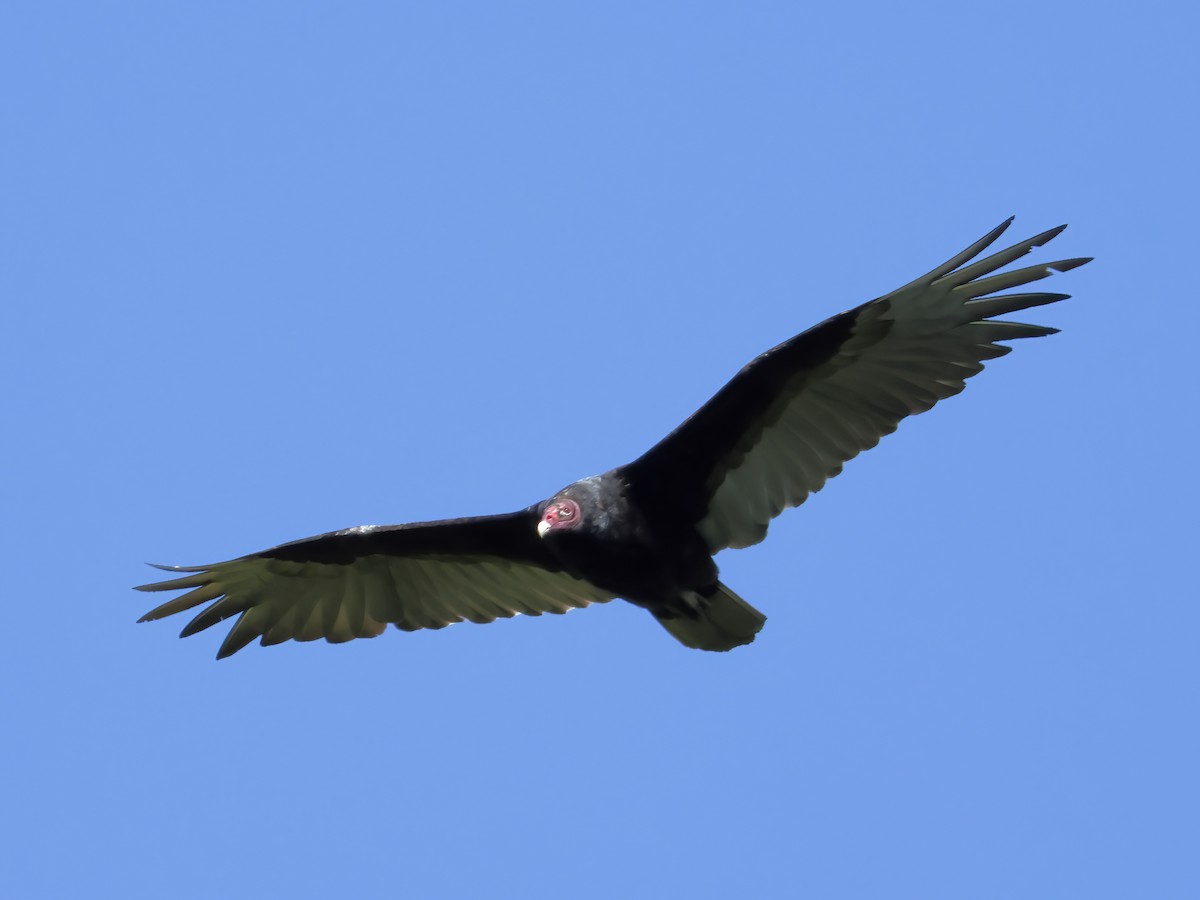 Turkey Vulture - ML620772925