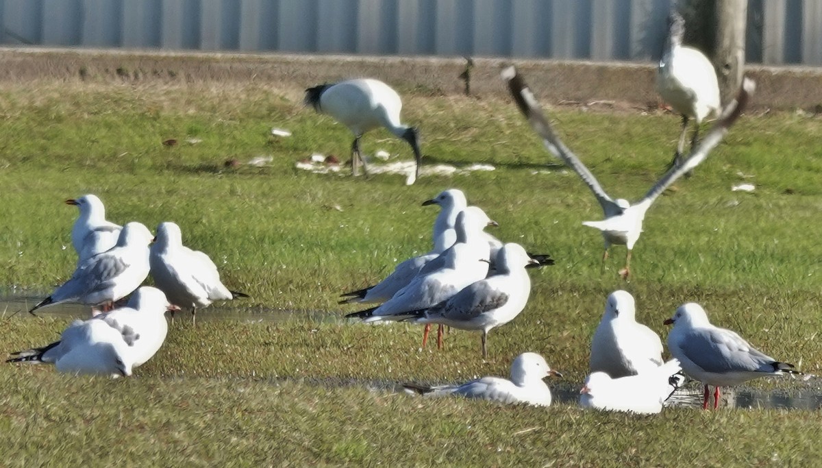 ギンカモメ（novaehollandiae／forsteri） - ML620772939