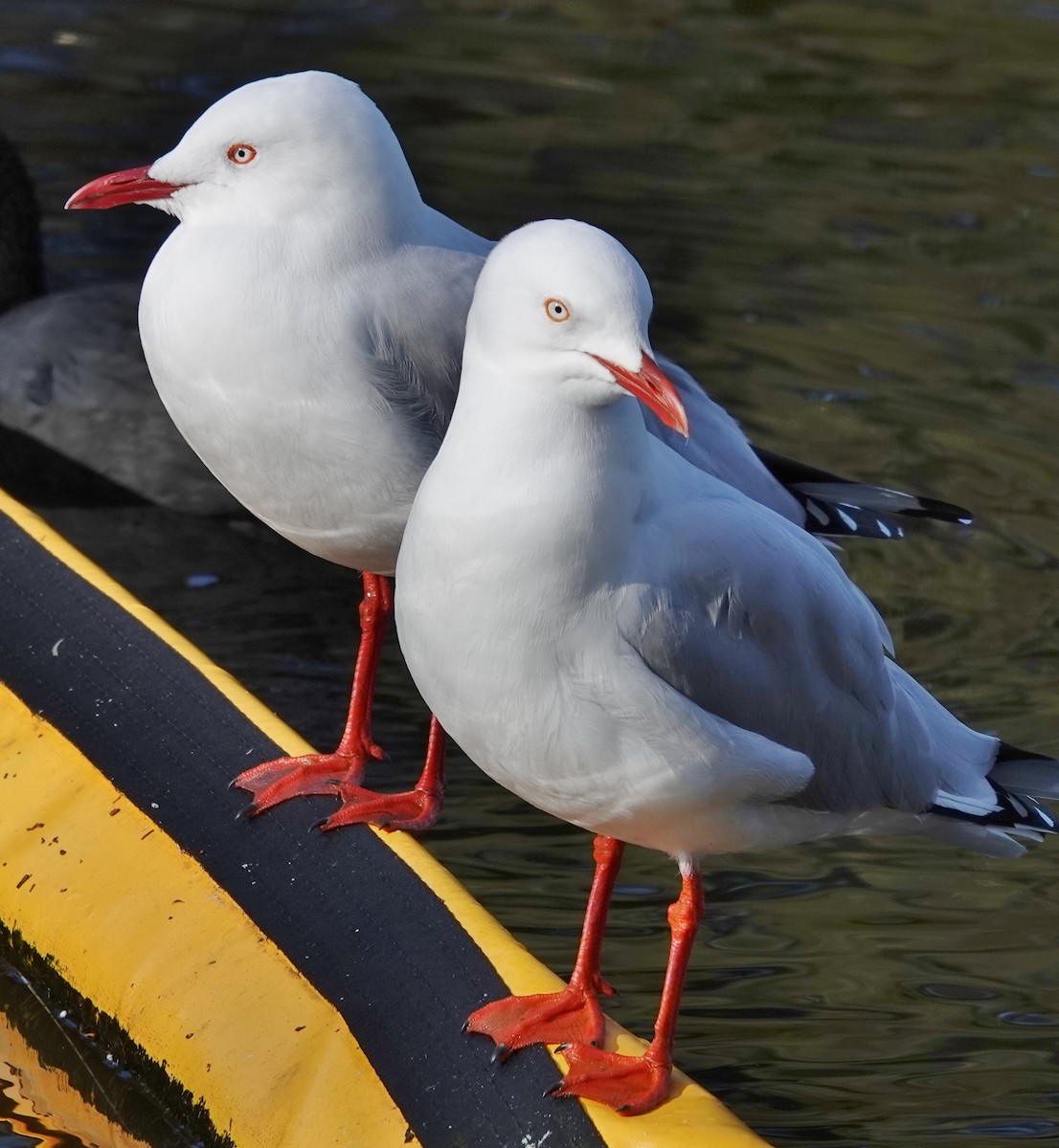 australmåke (novaehollandiae/forsteri) - ML620772940