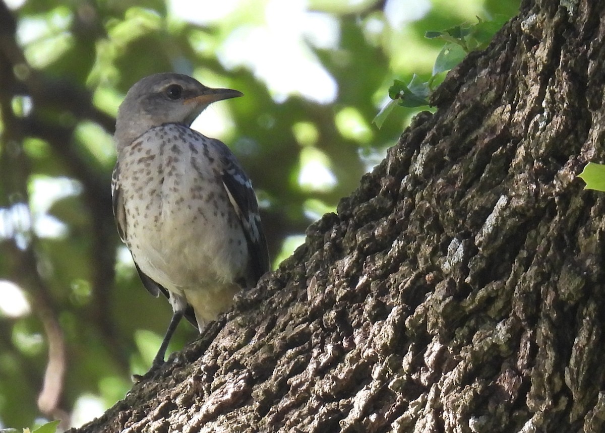 Northern Mockingbird - ML620772943