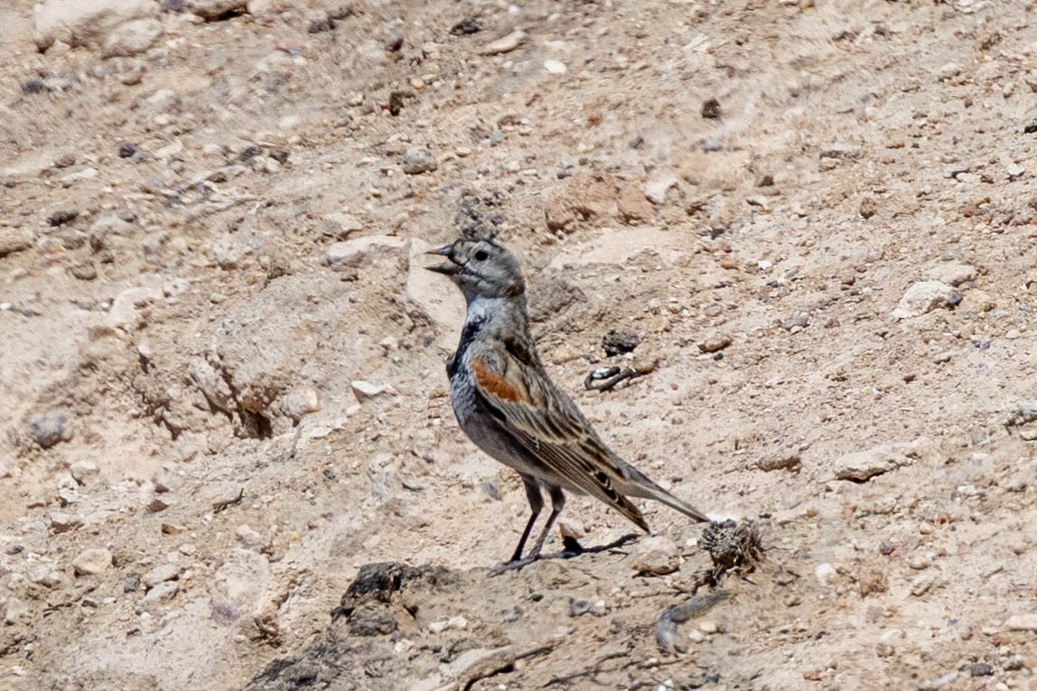 Thick-billed Longspur - Boni Edwards