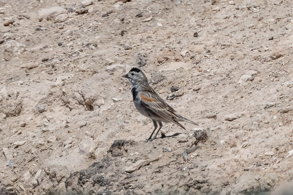 Thick-billed Longspur - ML620772948