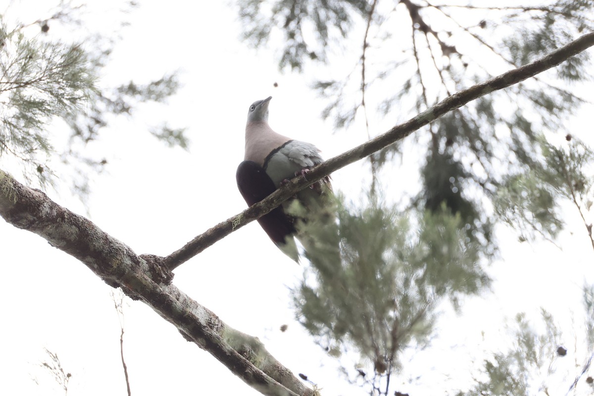 Zoe's Imperial-Pigeon - ML620772951