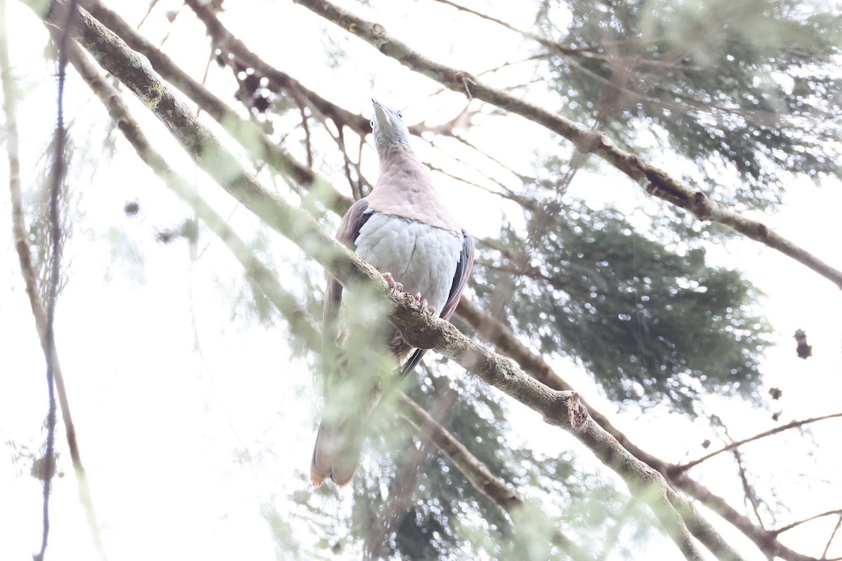 Zoe's Imperial-Pigeon - ML620772952