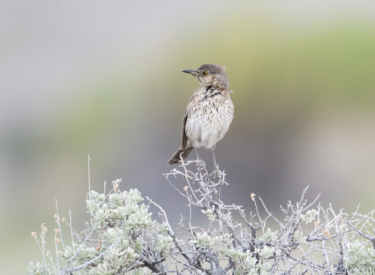 Sage Thrasher - ML620772960