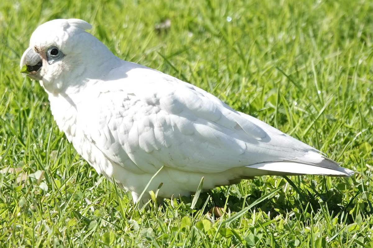 Little Corella - ML620772966