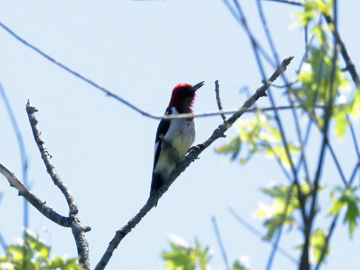 Red-headed Woodpecker - ML620772967
