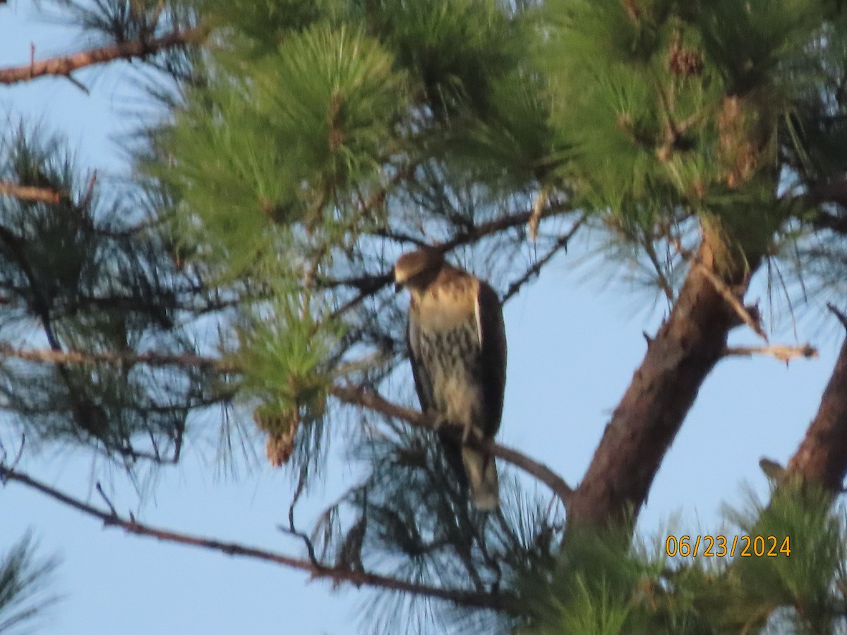Red-tailed Hawk - ML620772968