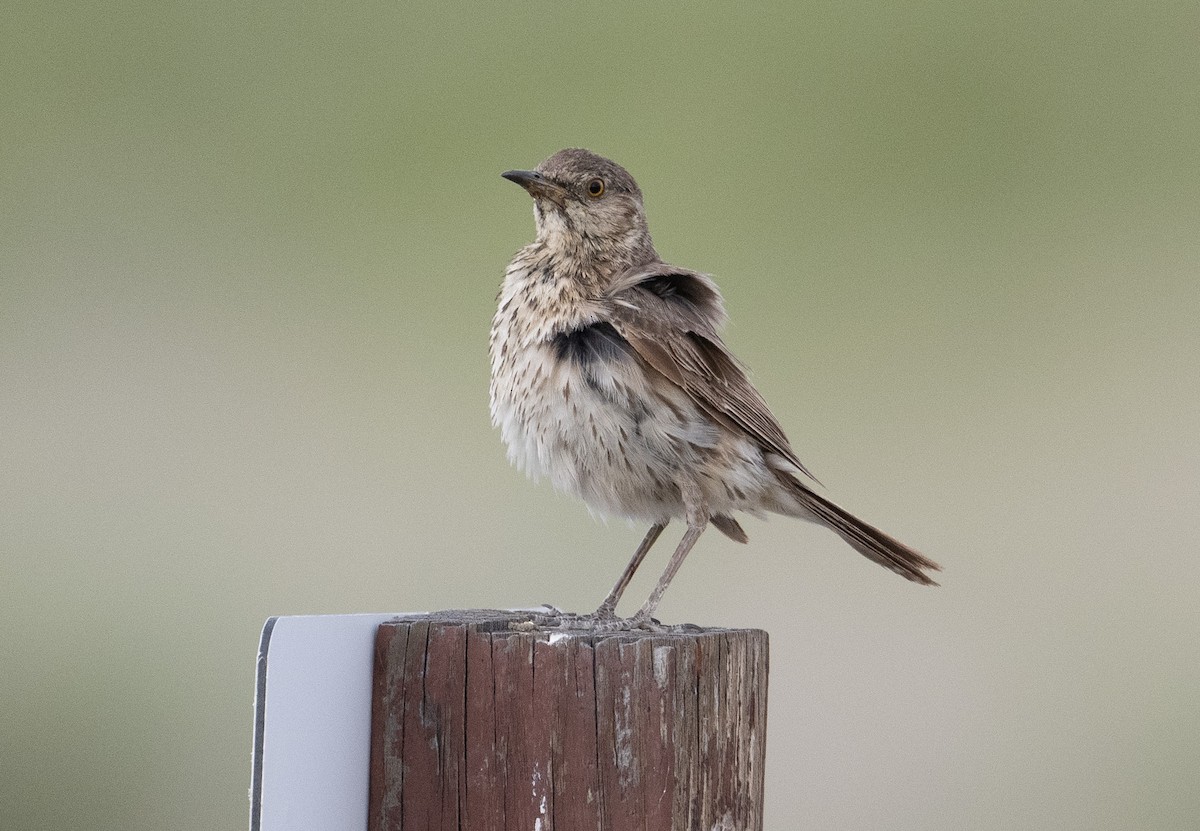 Sage Thrasher - ML620772972